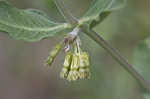 Green comet milkweed